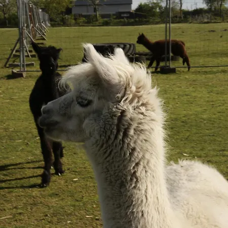 Am Alpakahof Lejlighed *