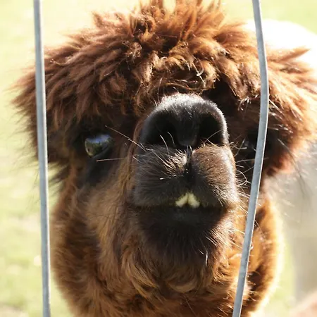 Am Alpakahof Lejlighed *